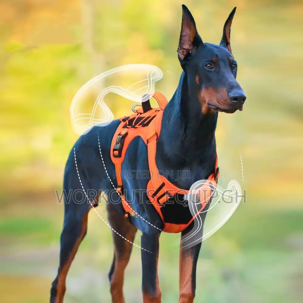 Leash, Collar and Harness Complete Set for Dogs