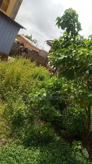 Genuine Quarter of Land for Sale at Teshie Tsuibleoo Around Aloway.