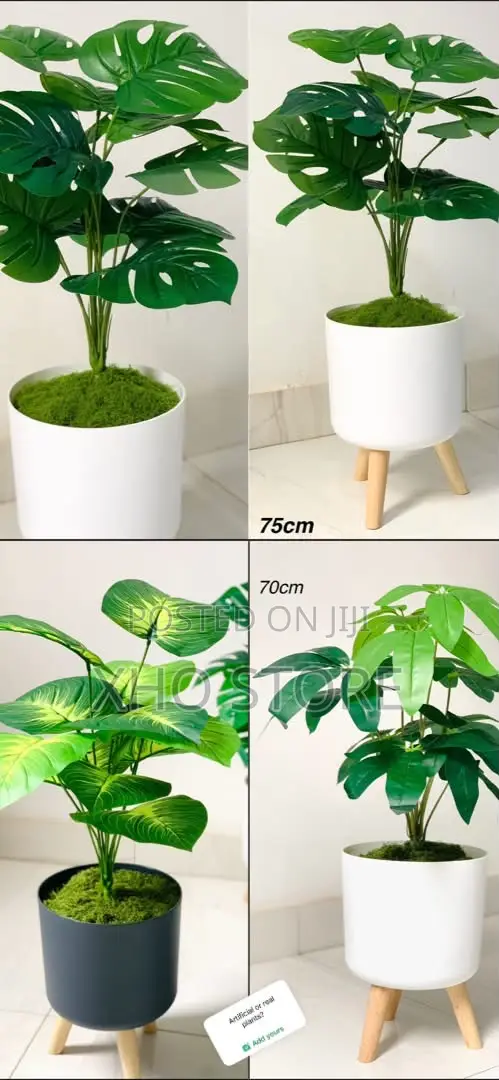 Artificial Monstera, Money Tree And Dieffenbachia Plants Standing Pots