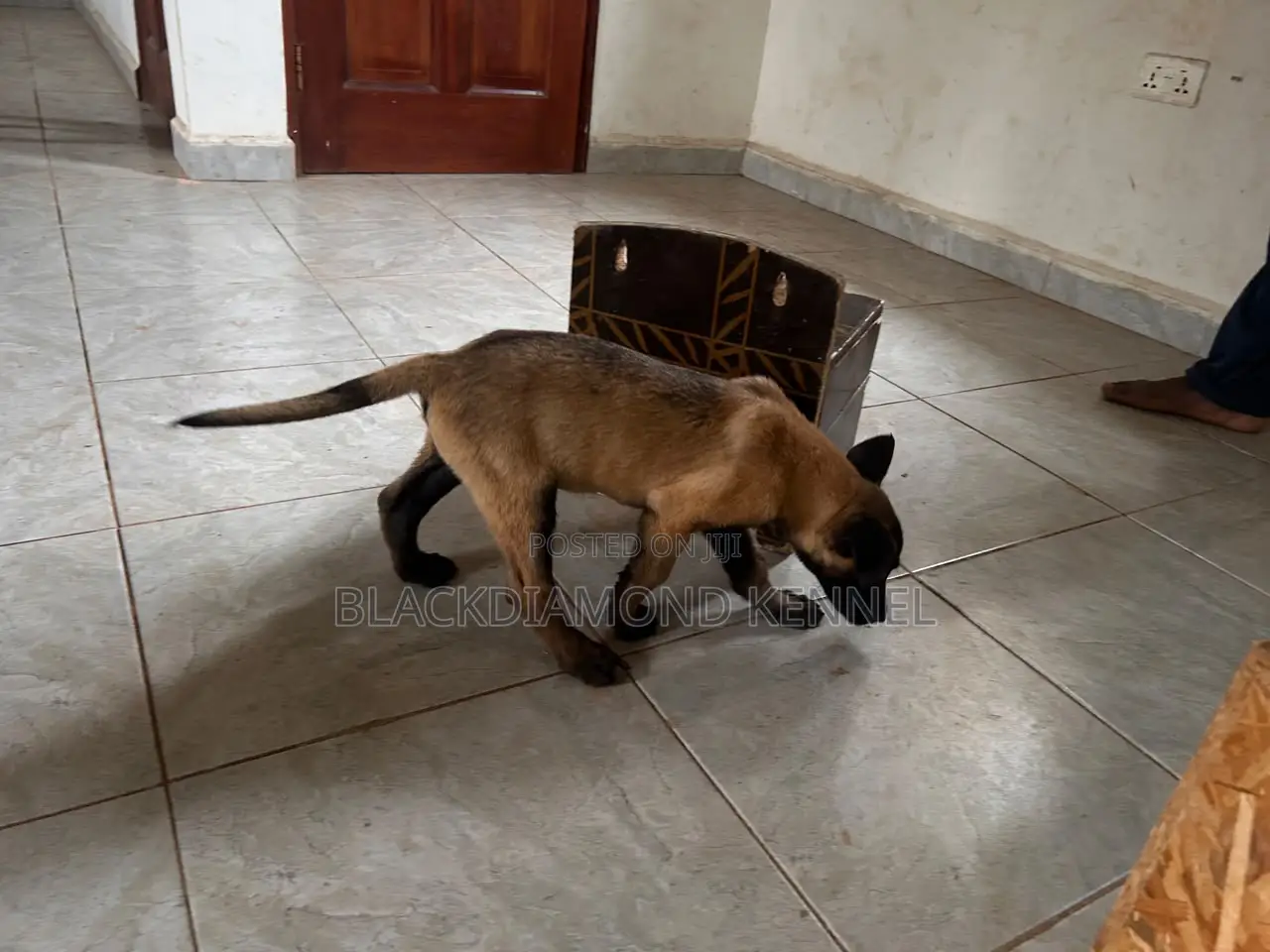 1-3 months Male Purebred Belgian Malinois
