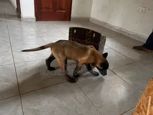 1-3 months Male Purebred Belgian Malinois
