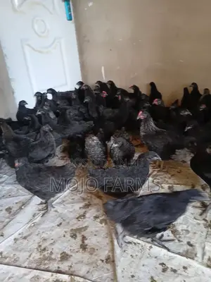 Day Old Black Chicks.