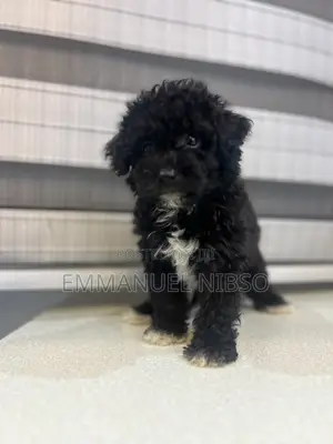 1-3 months Female Purebred Poodle
