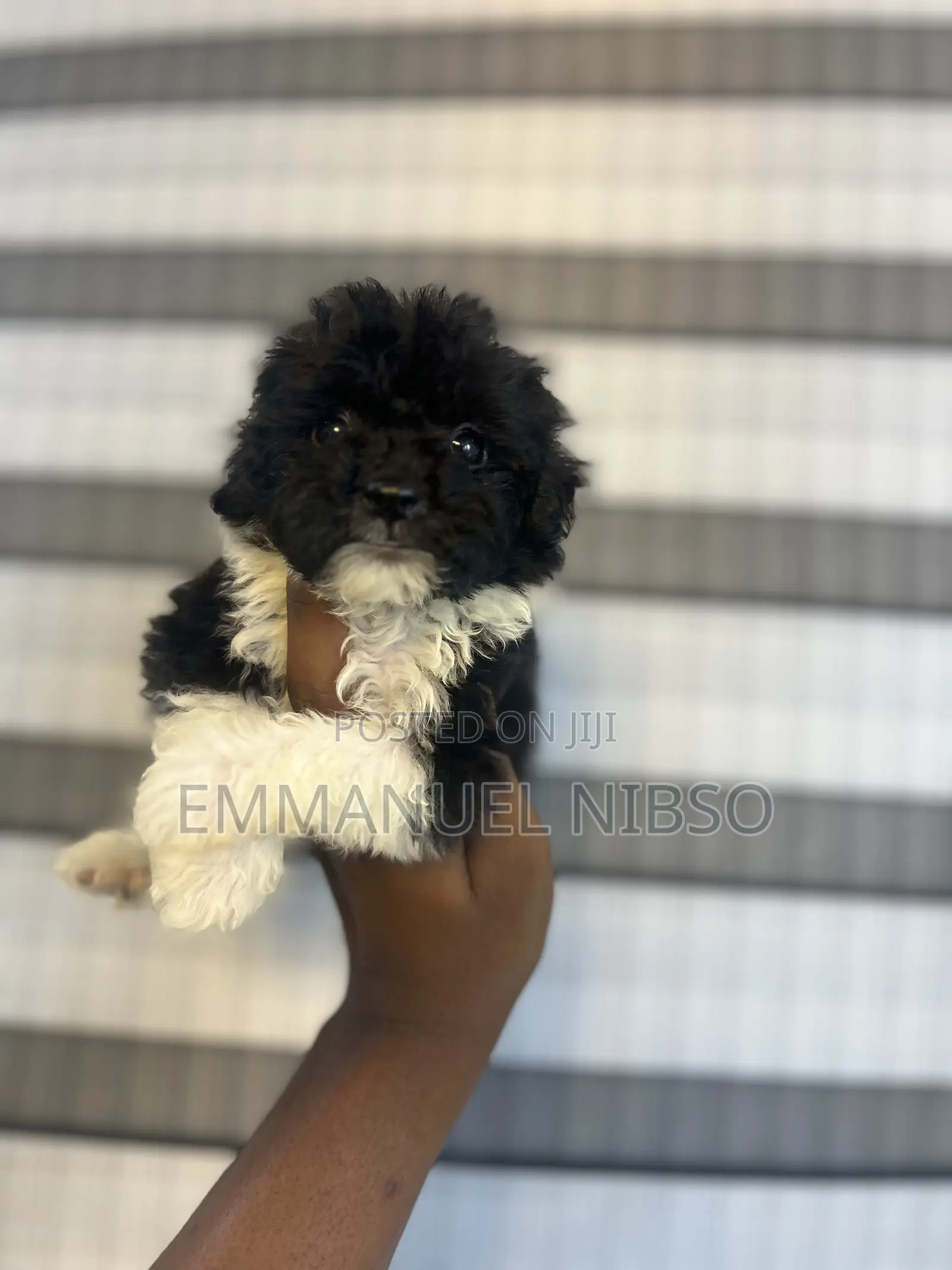 1-3 months Female Purebred Poodle