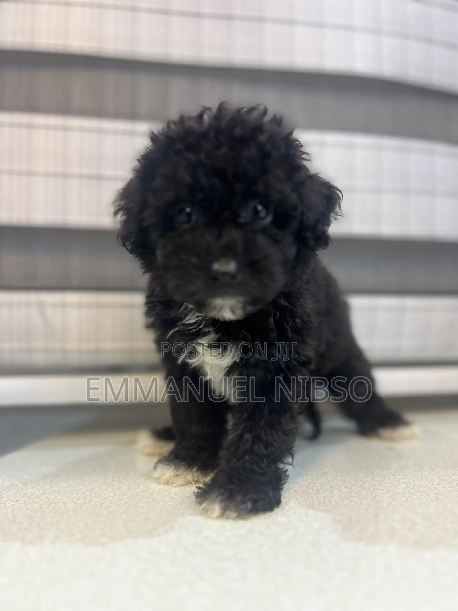 1-3 months Female Purebred Poodle