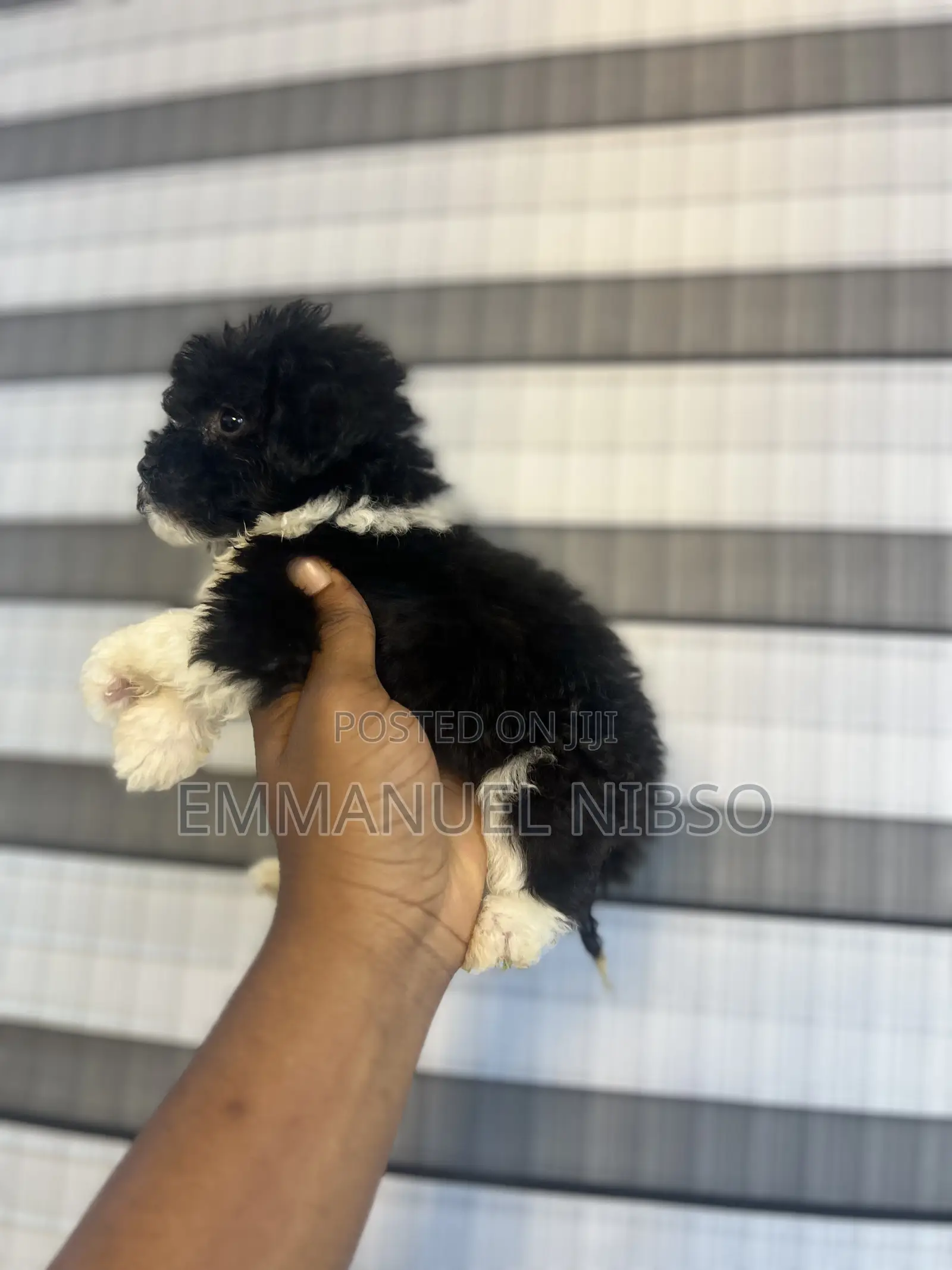 1-3 months Female Purebred Poodle