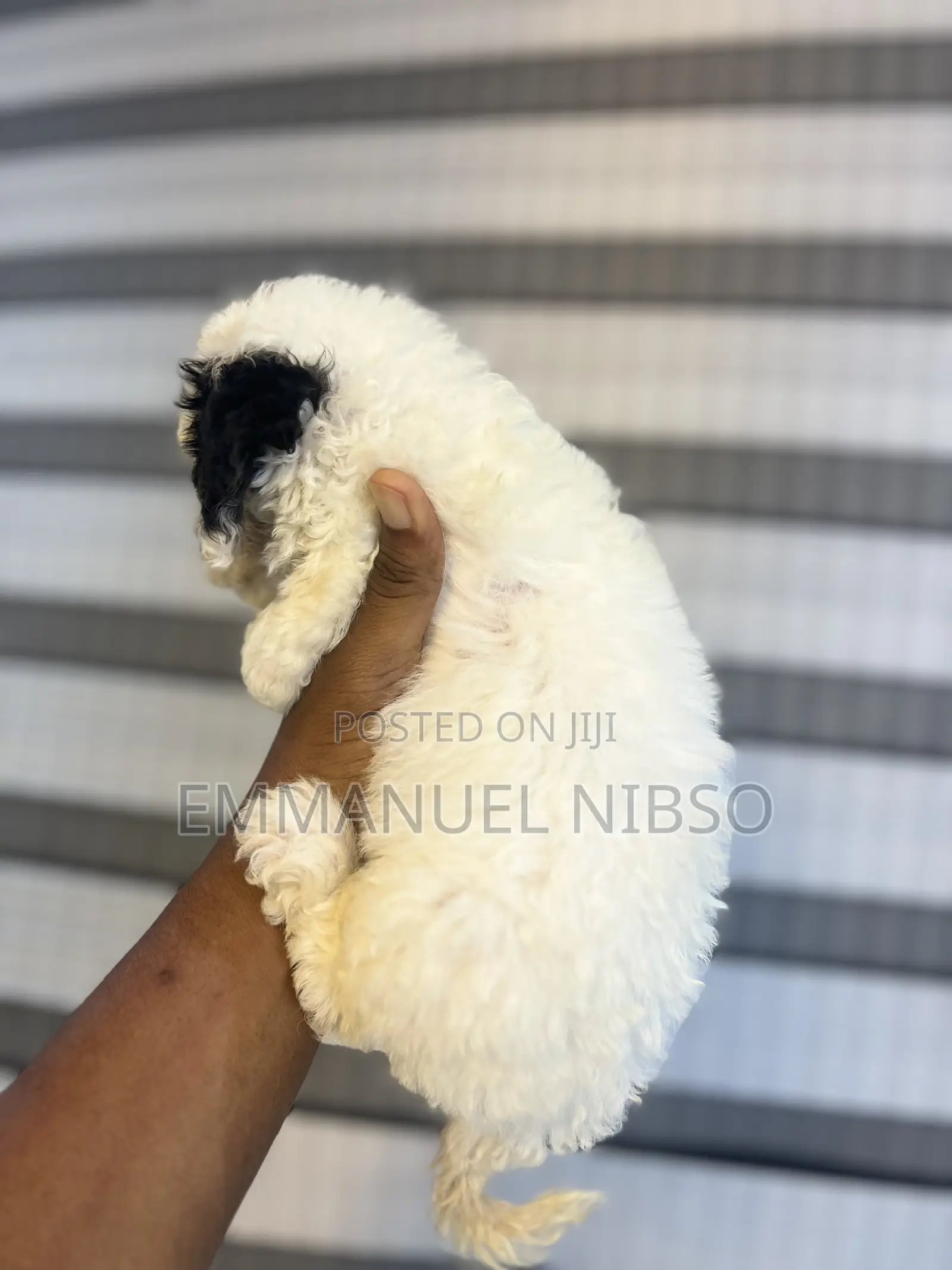 1-3 months Female Purebred Poodle