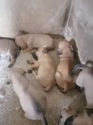 0-1 month Female Mixed Breed Dog