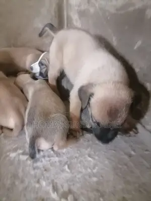 0-1 month Female Mixed Breed Dog