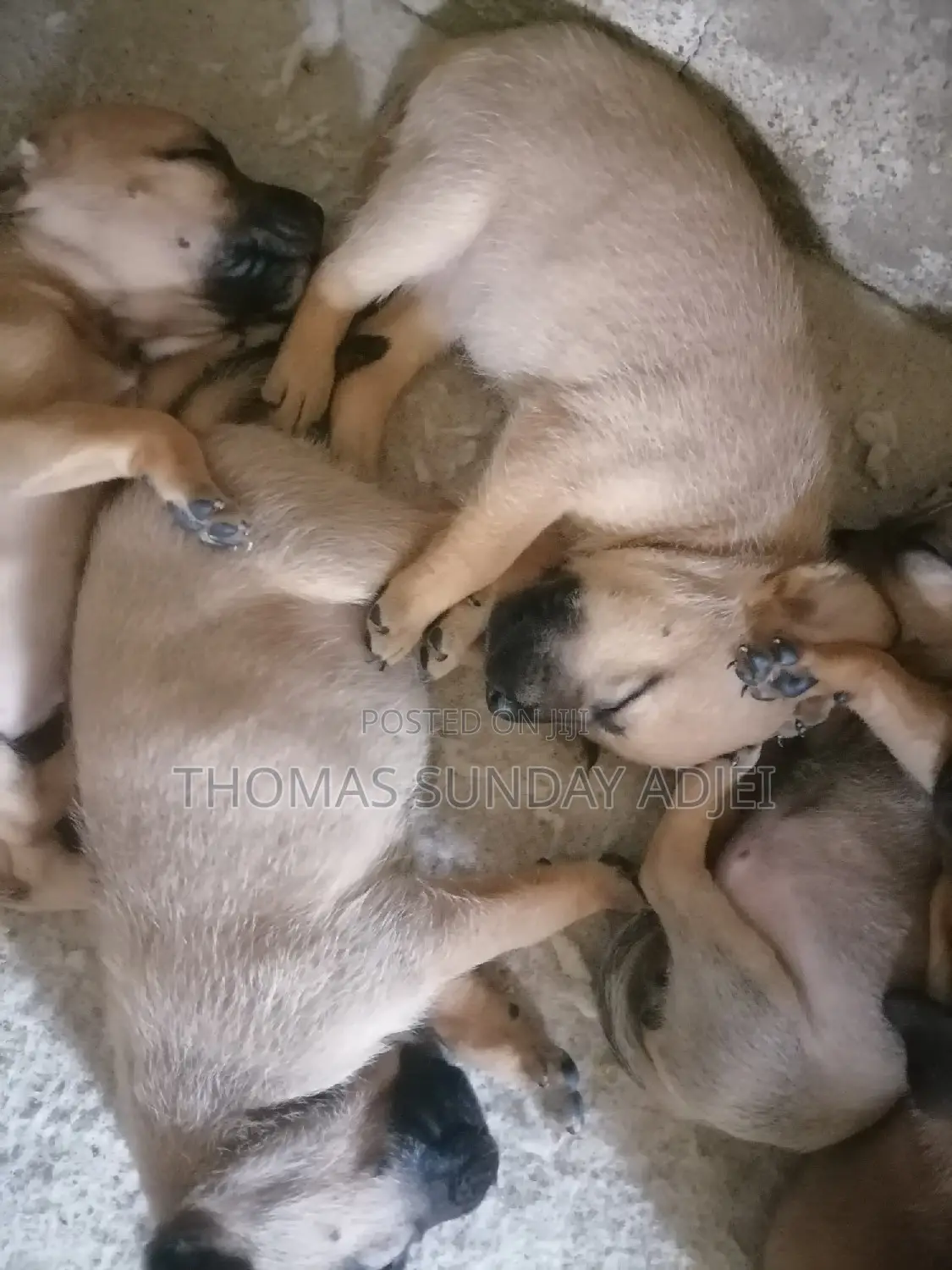 0-1 month Female Mixed Breed Dog