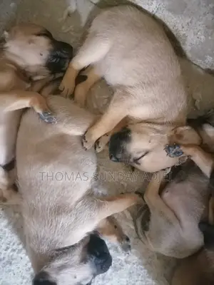 0-1 month Female Mixed Breed Dog