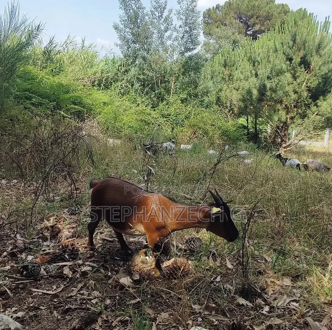 This Is a Well Matured Goat
