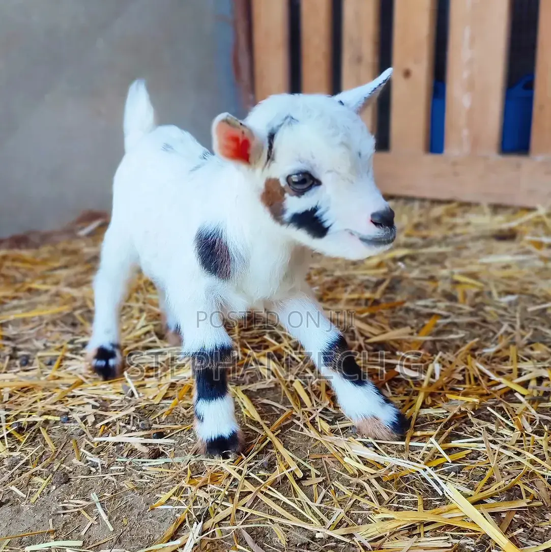 Goat Available