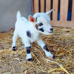 Goat Available