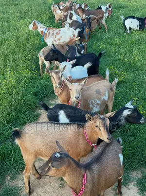Goats Going for a Cool Price