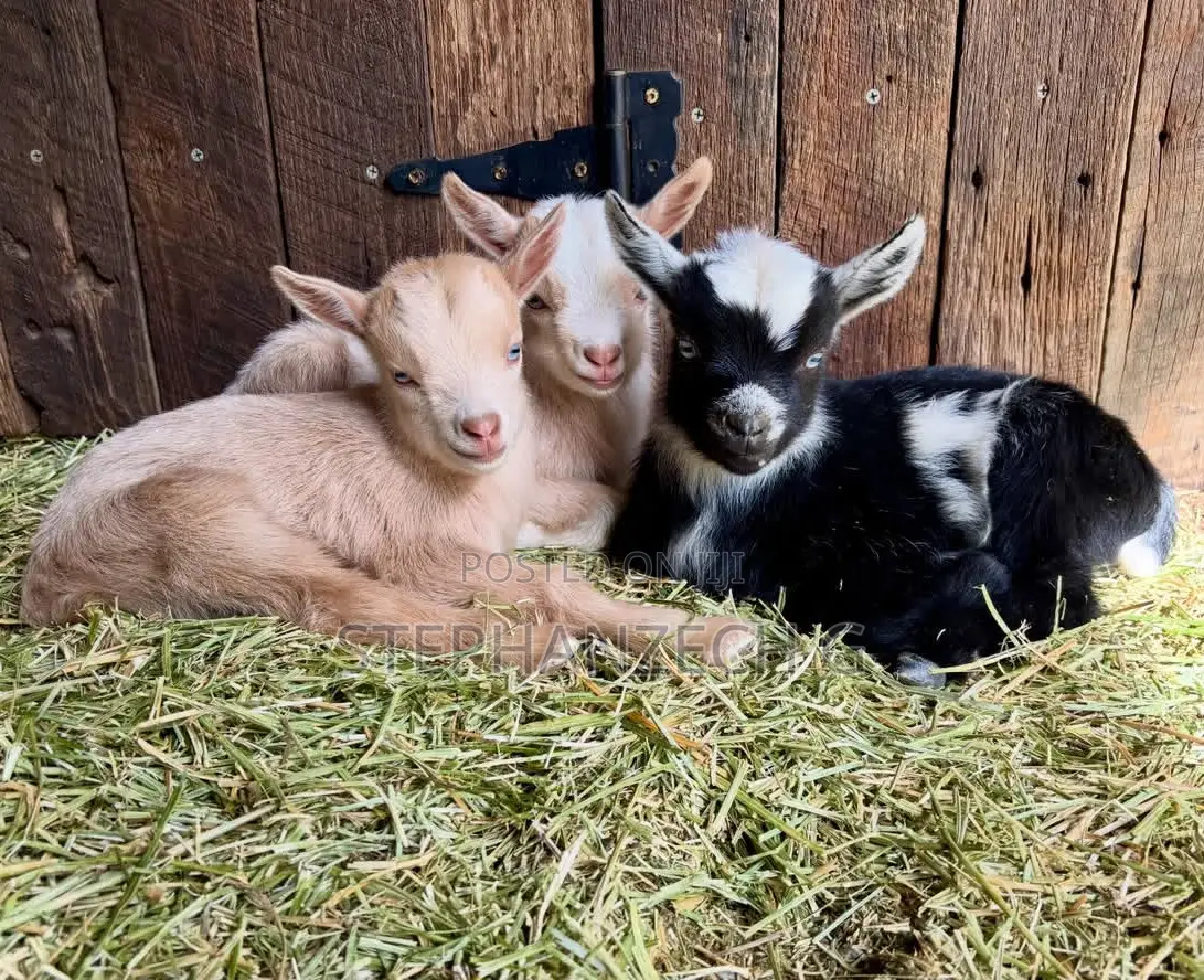 Months Old Goat Available