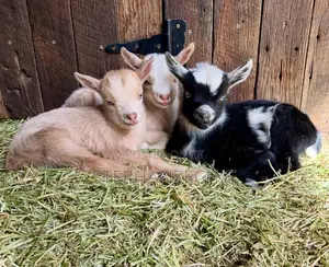 Months Old Goat Available