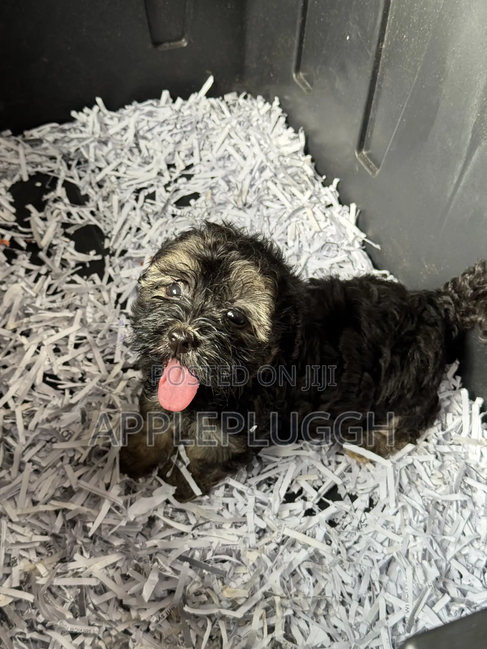 1-3 months Female Purebred Maltipoo