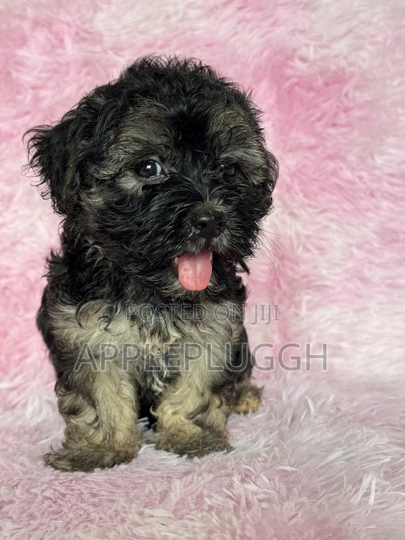 1-3 months Female Purebred Maltipoo