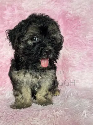1-3 months Female Purebred Maltipoo