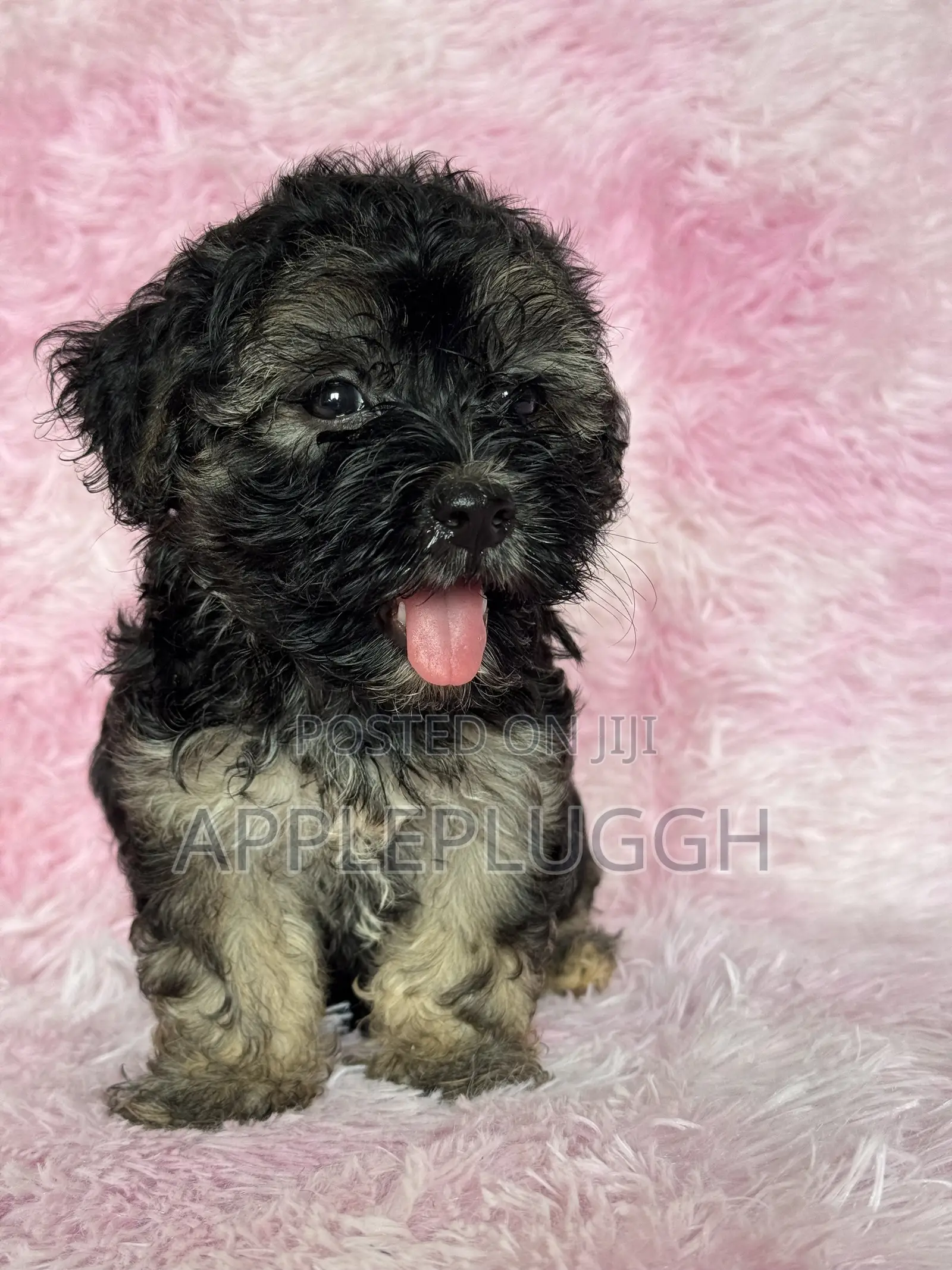 1-3 months Female Purebred Maltipoo