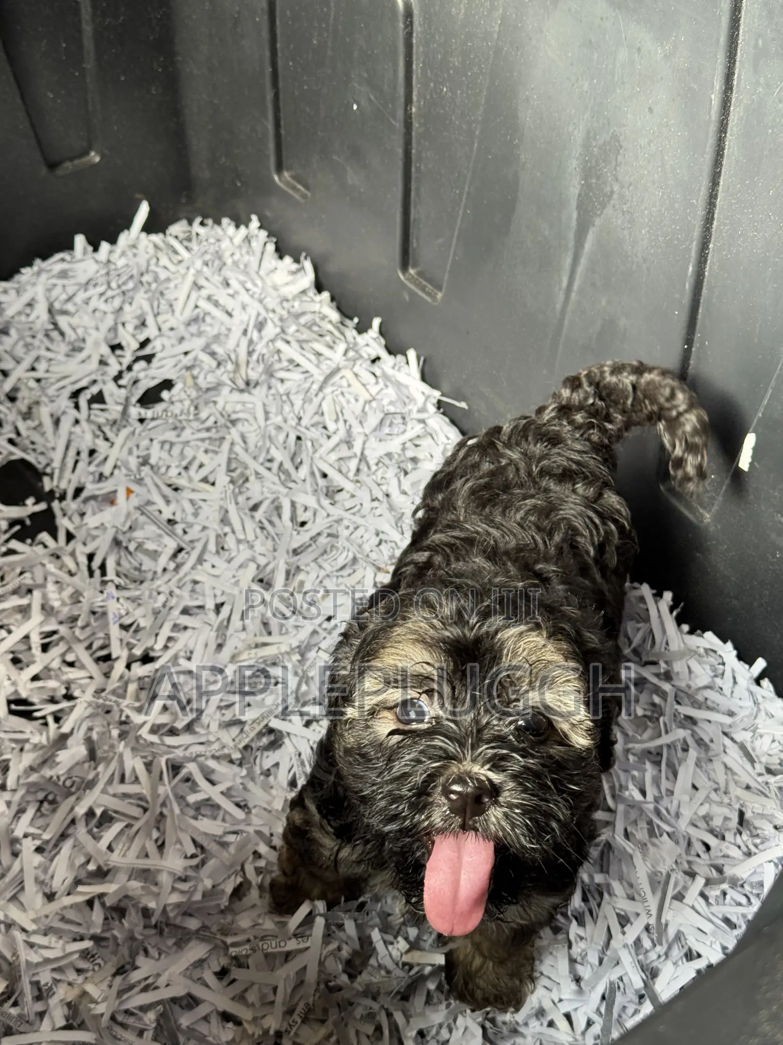 1-3 months Female Purebred Maltipoo