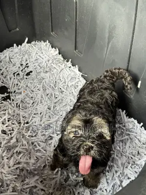 1-3 months Female Purebred Maltipoo
