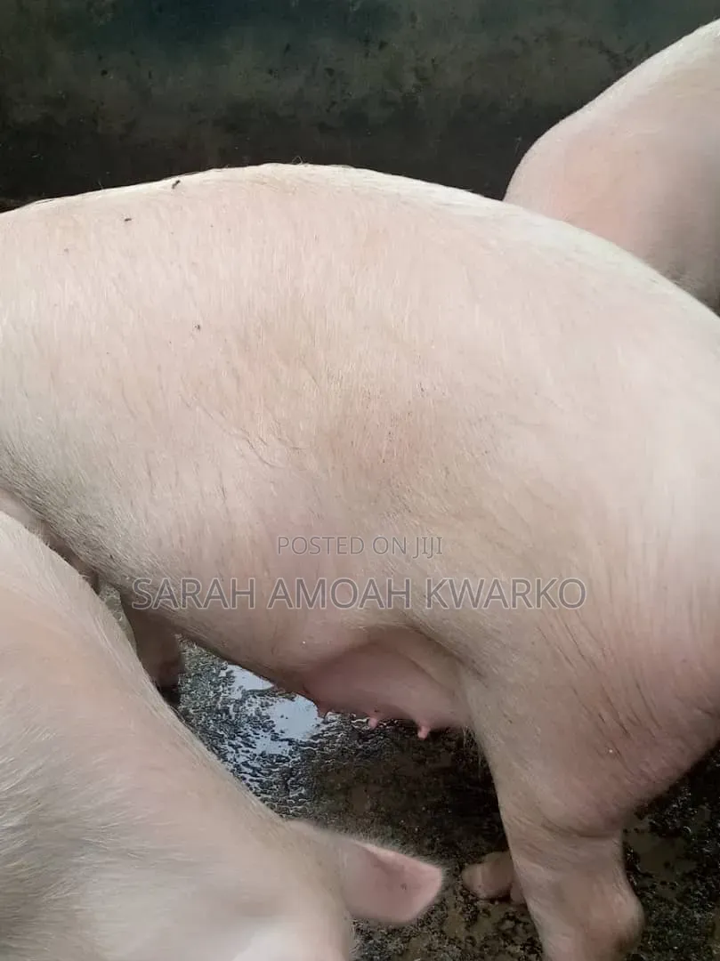 Sika Piggery Farms