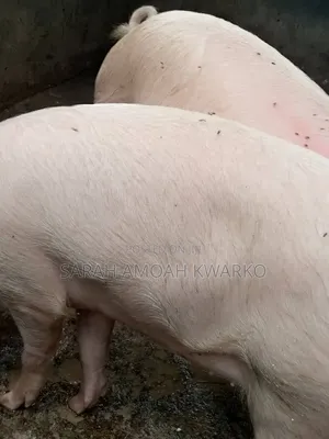 Sika Piggery Farms