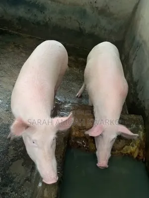 Sika Piggery Farms