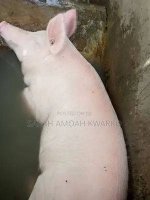 Sika Piggery Farms