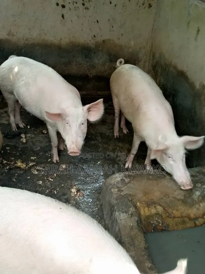 Sika Piggery Farms