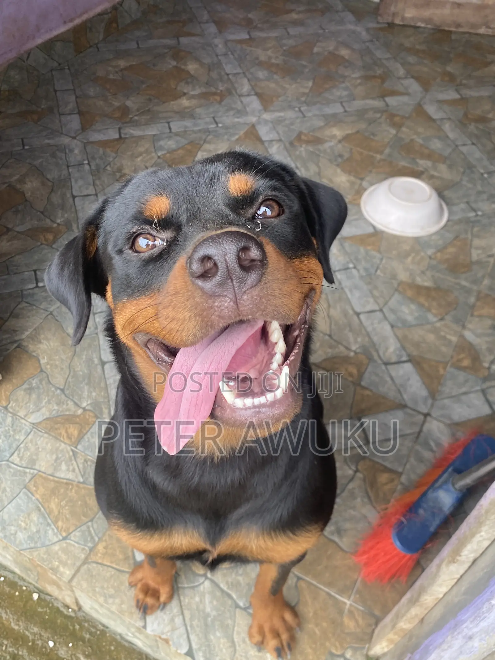 6-12 months Female Purebred Rottweiler