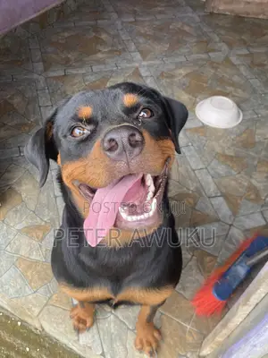 6-12 months Female Purebred Rottweiler
