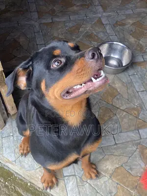 6-12 months Female Purebred Rottweiler
