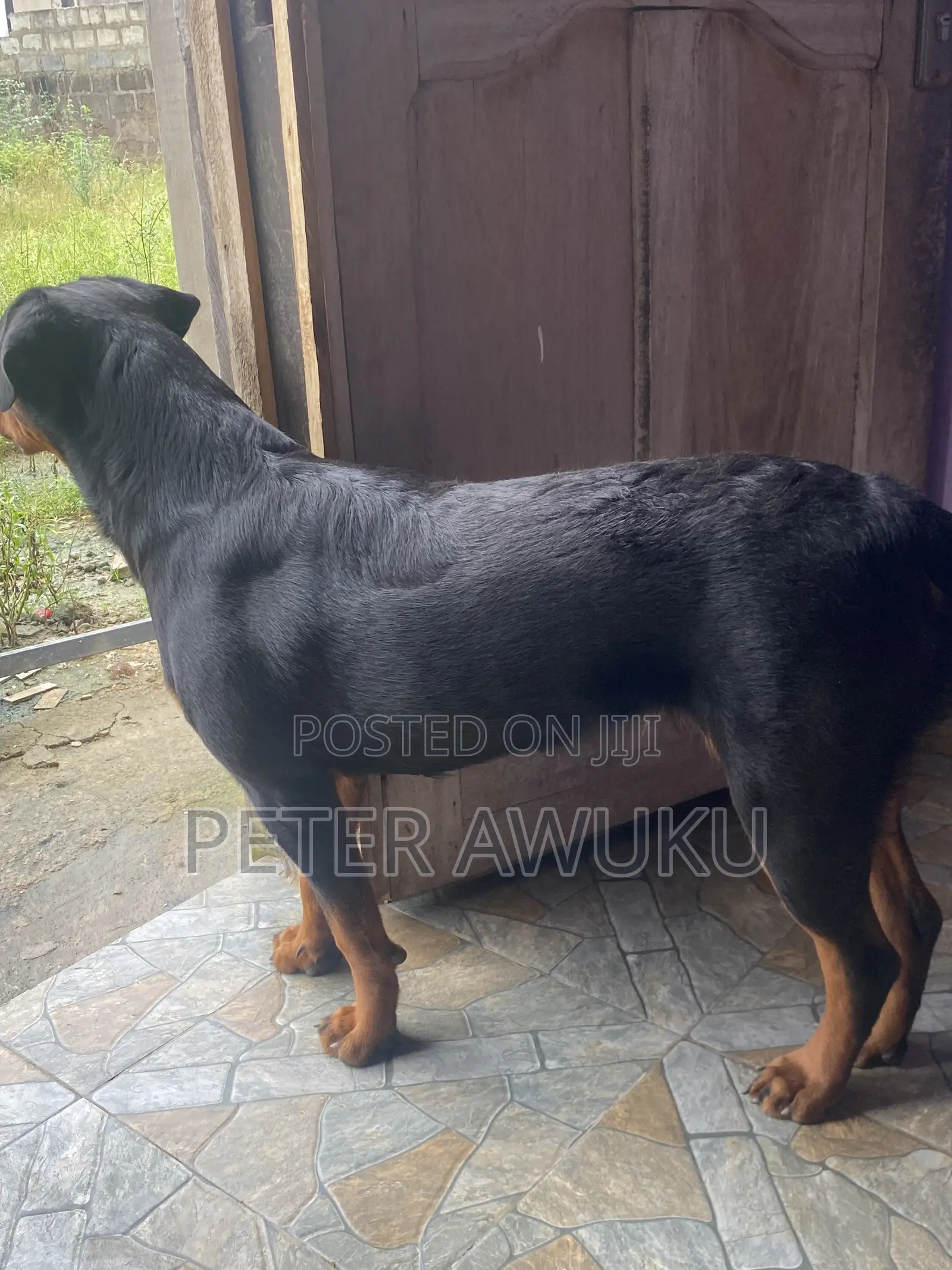 6-12 months Female Purebred Rottweiler