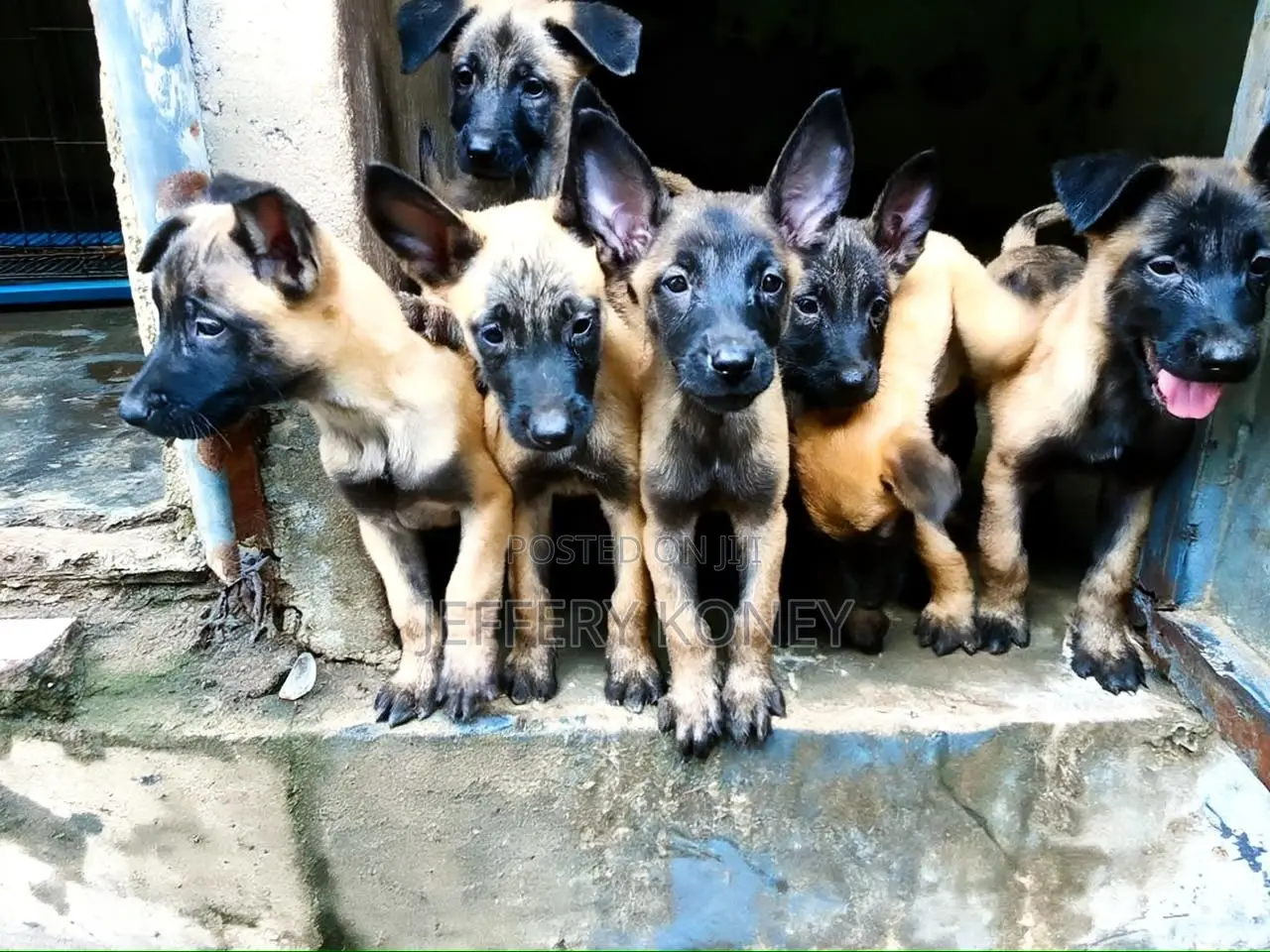 1-3 months Male Purebred Belgian Malinois