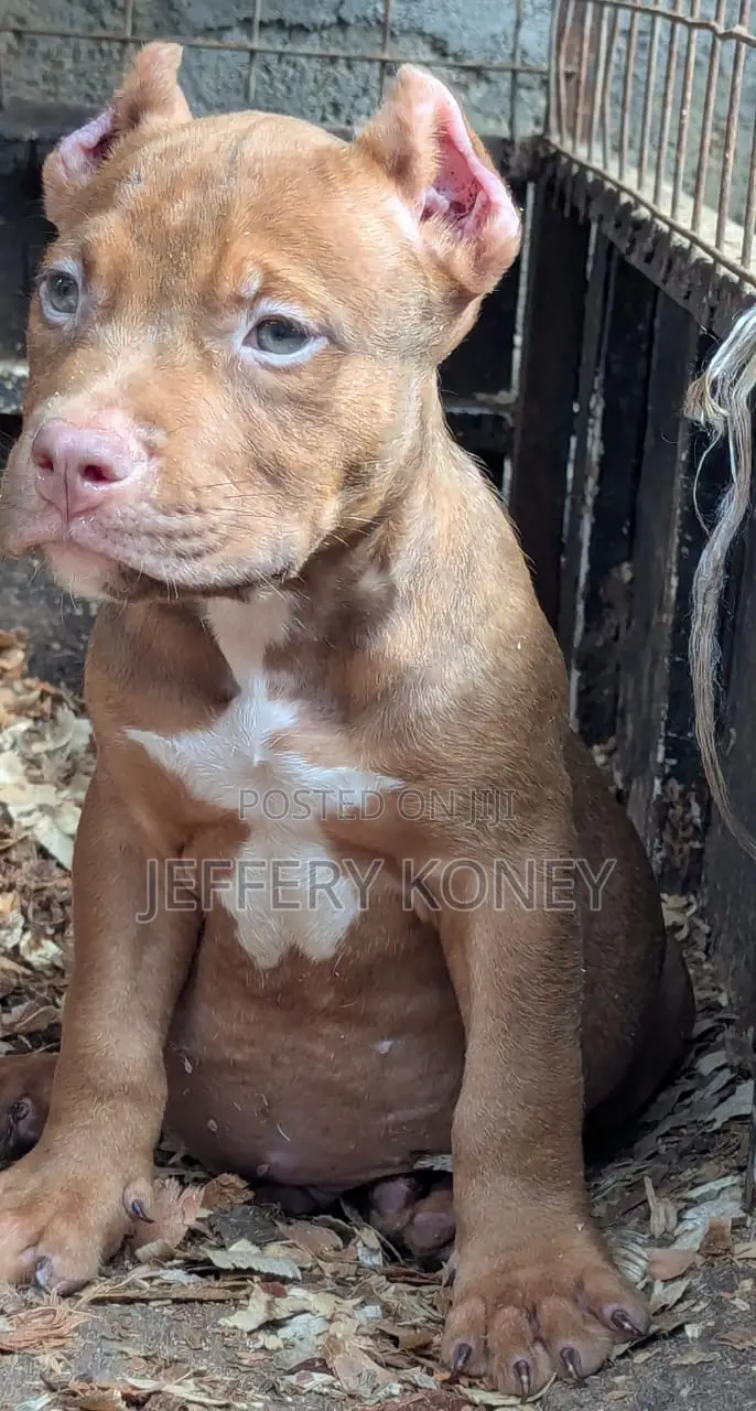 1-3 months Male Purebred American Bully