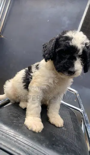 1-3 months Male Purebred Poodle