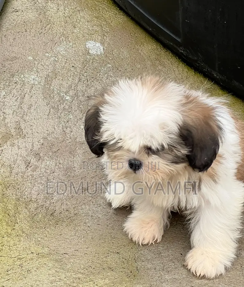 1-3 months Female Purebred Shih Tzu