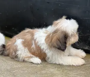 1-3 months Female Purebred Shih Tzu