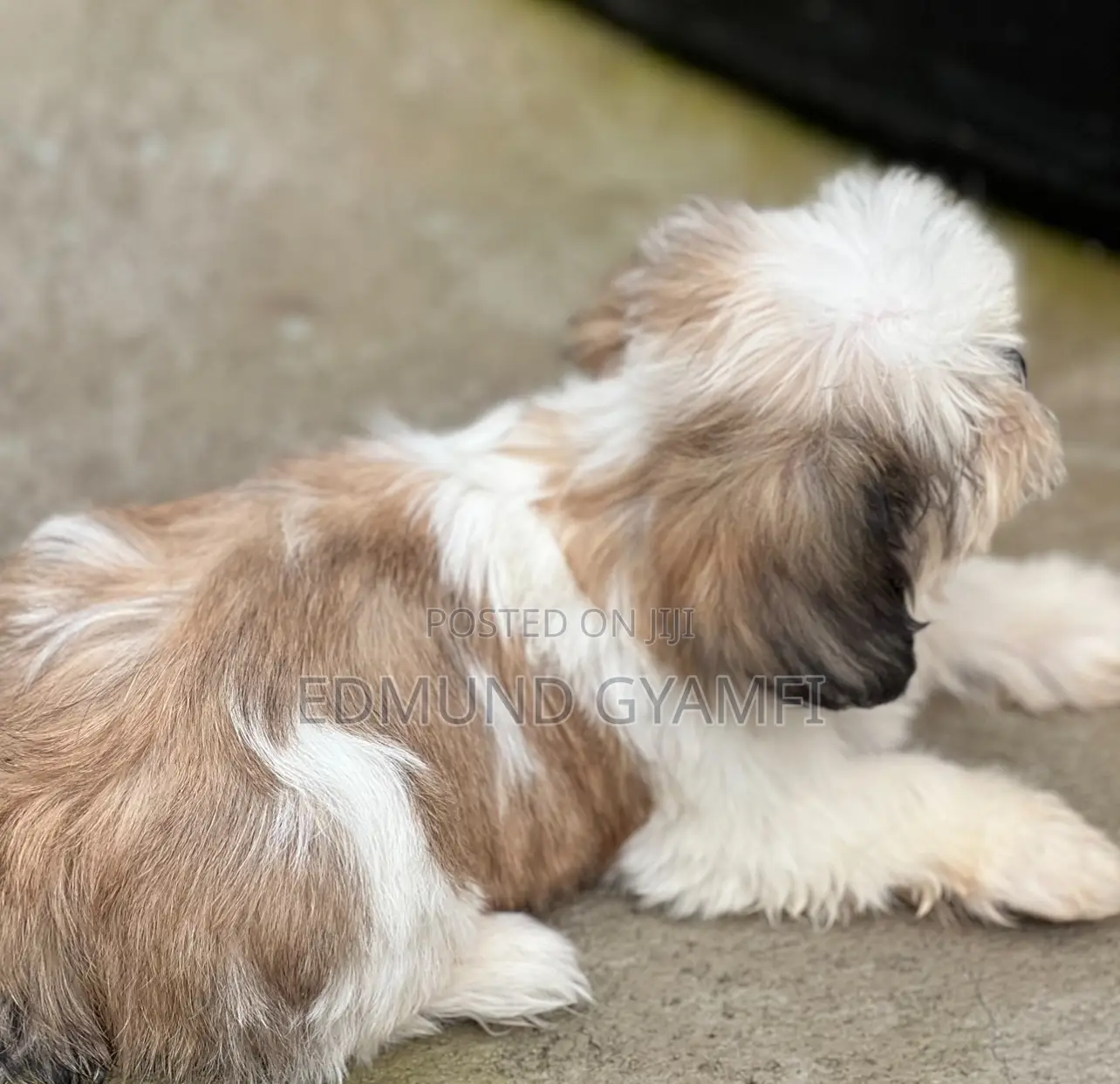 1-3 months Female Purebred Shih Tzu