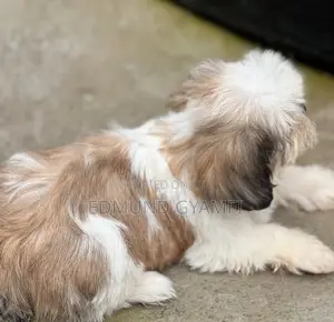 1-3 months Female Purebred Shih Tzu