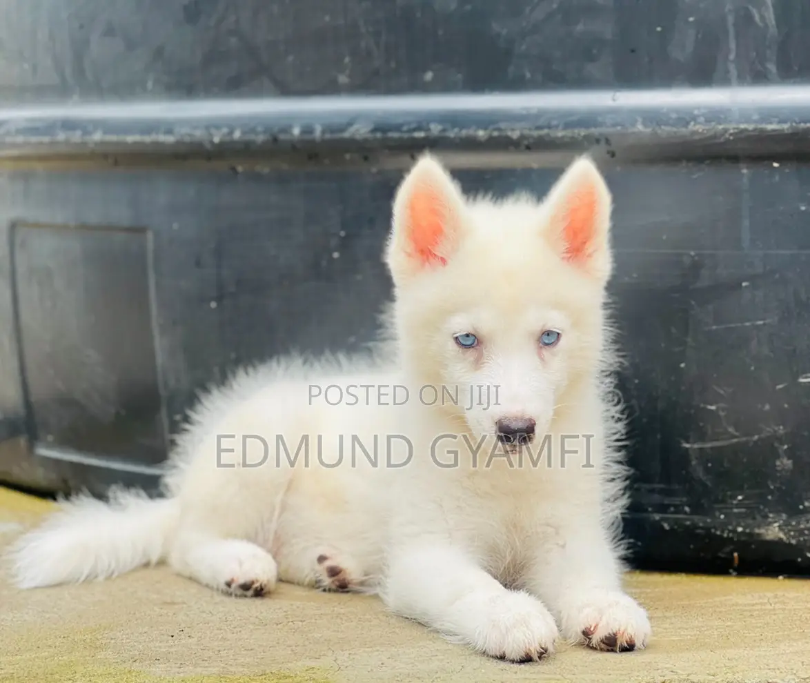 1-3 months Male Purebred Siberian Husky