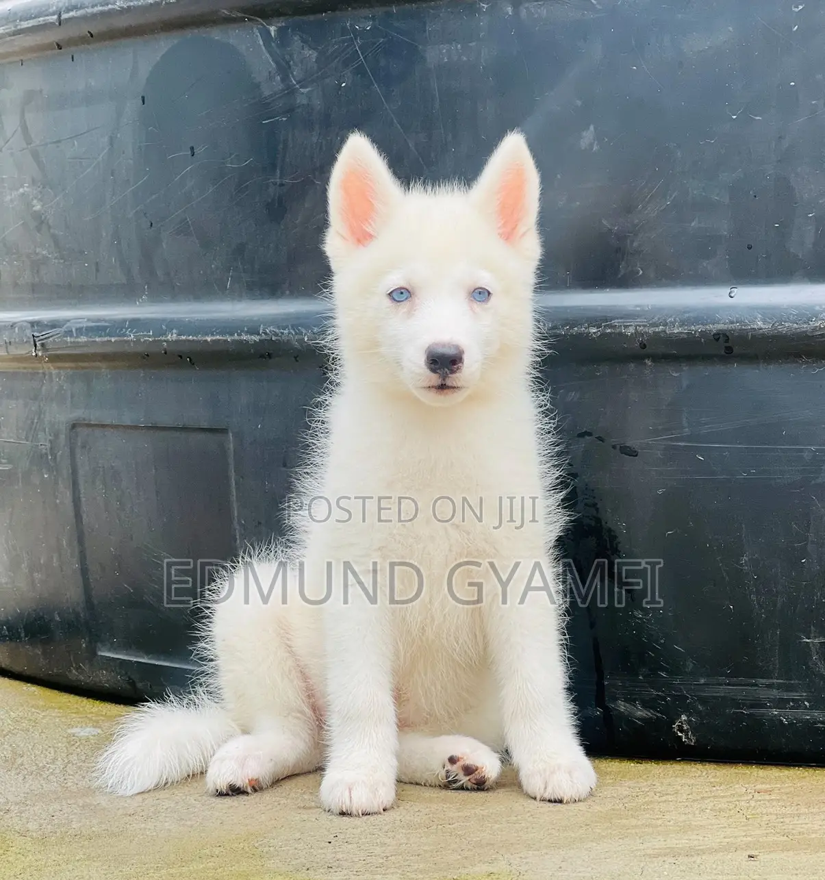 1-3 months Male Purebred Siberian Husky