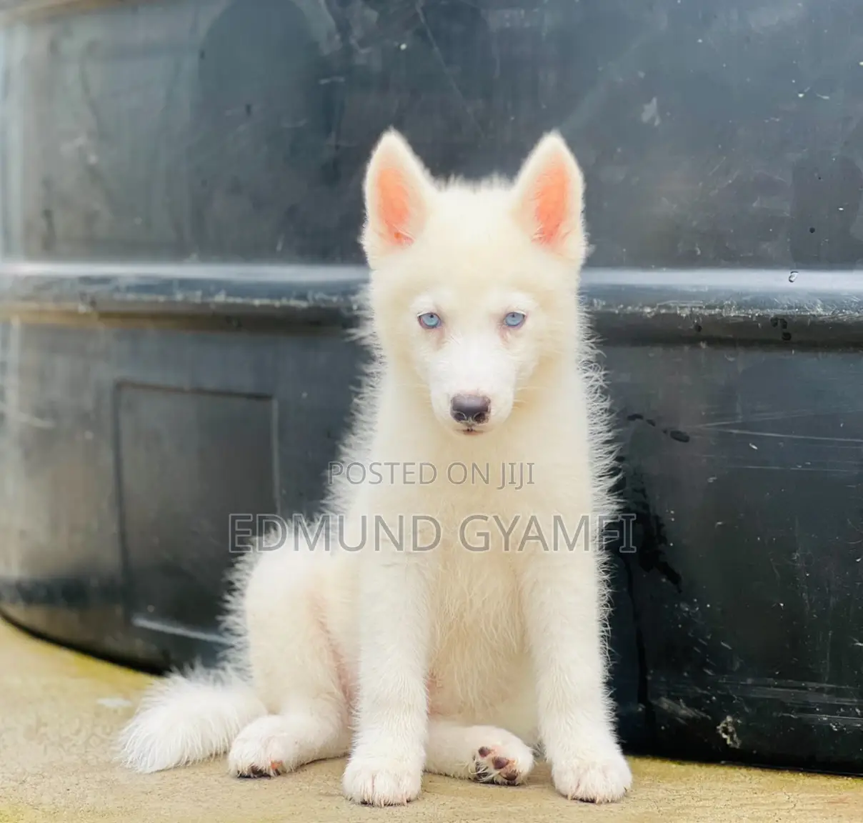 1-3 months Male Purebred Siberian Husky