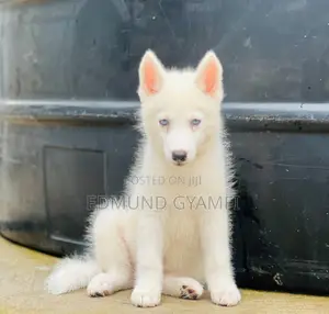 1-3 months Male Purebred Siberian Husky