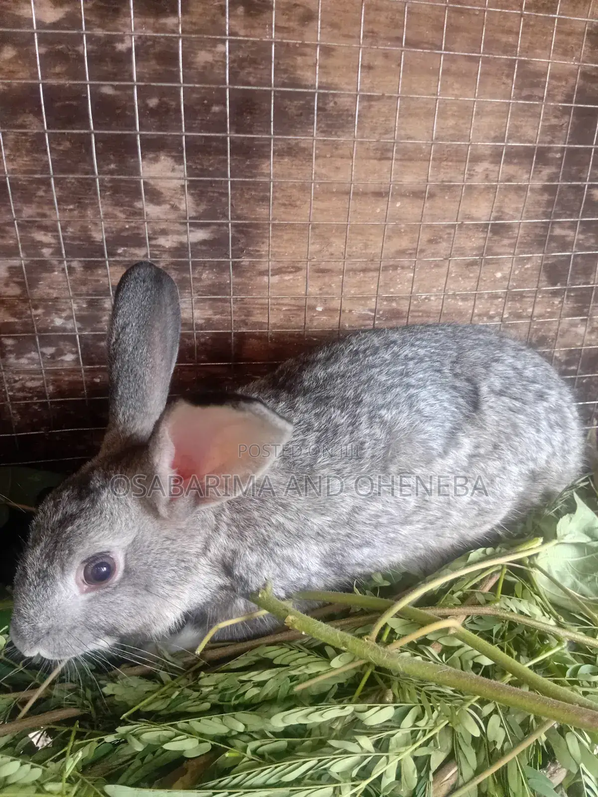 Farms Animals (Rabbits Farm)
