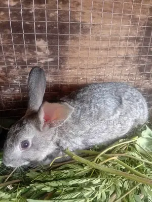Farms Animals (Rabbits Farm)
