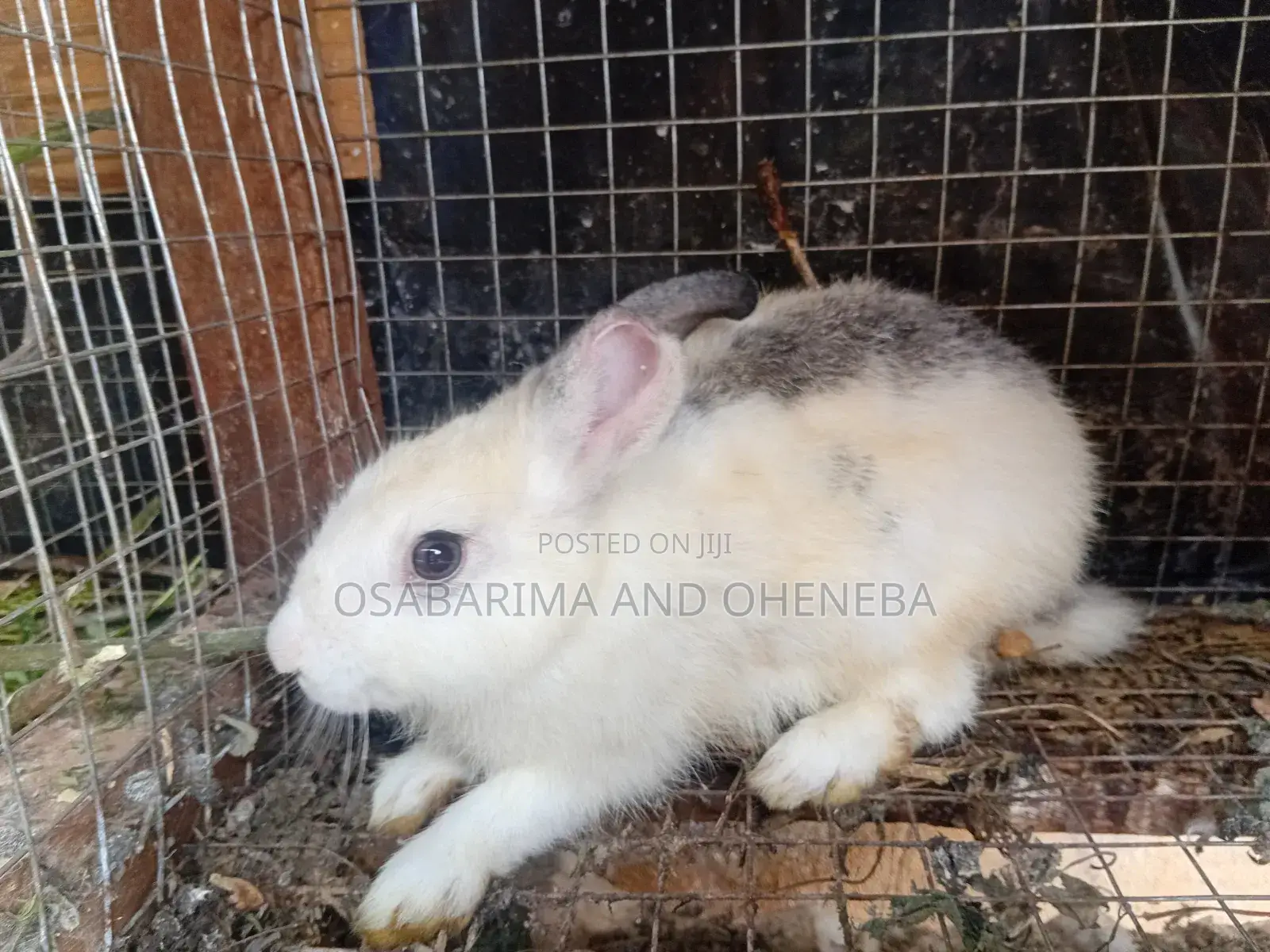Farms Animals (Rabbits Farm)